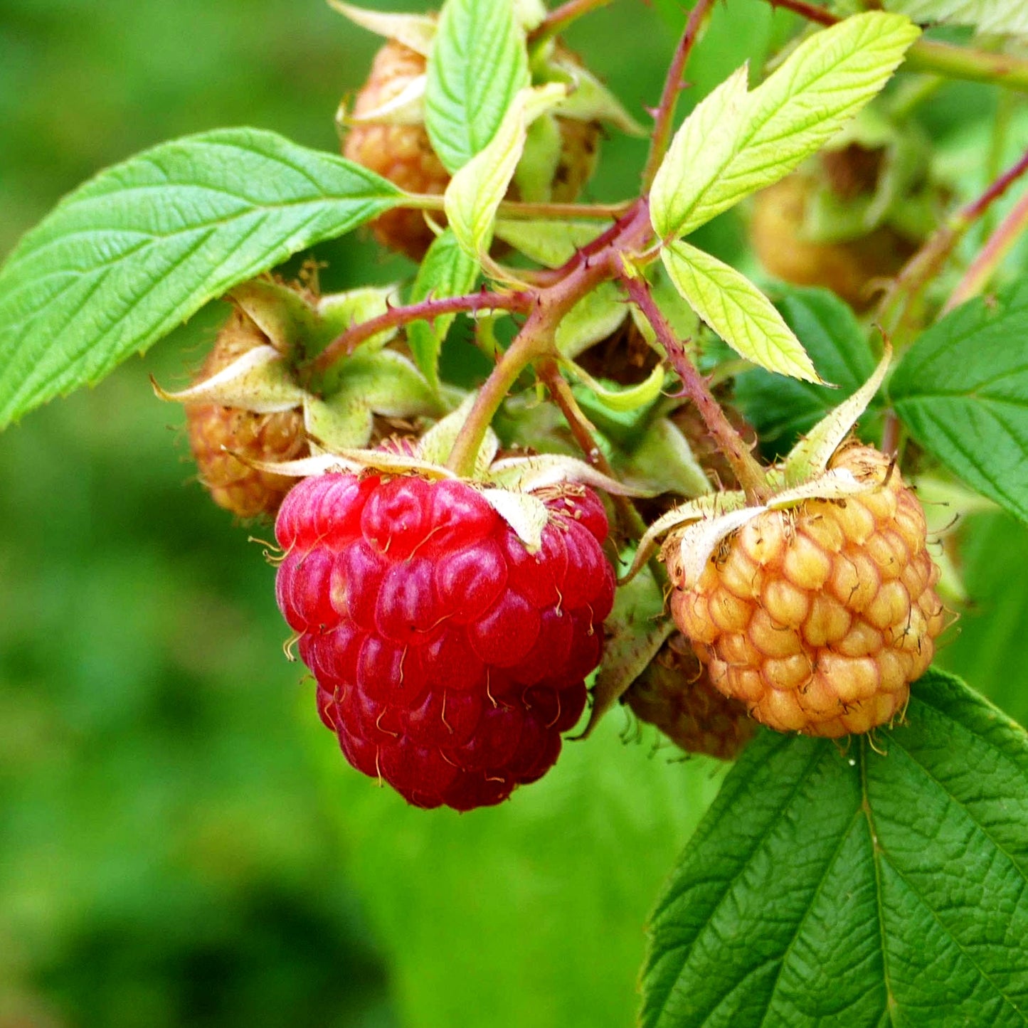 Sommerhimbeere 'Meeker' (Rubus id. II)