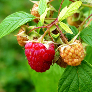 Sommerhimbeere 'Meeker' (Rubus id. II)