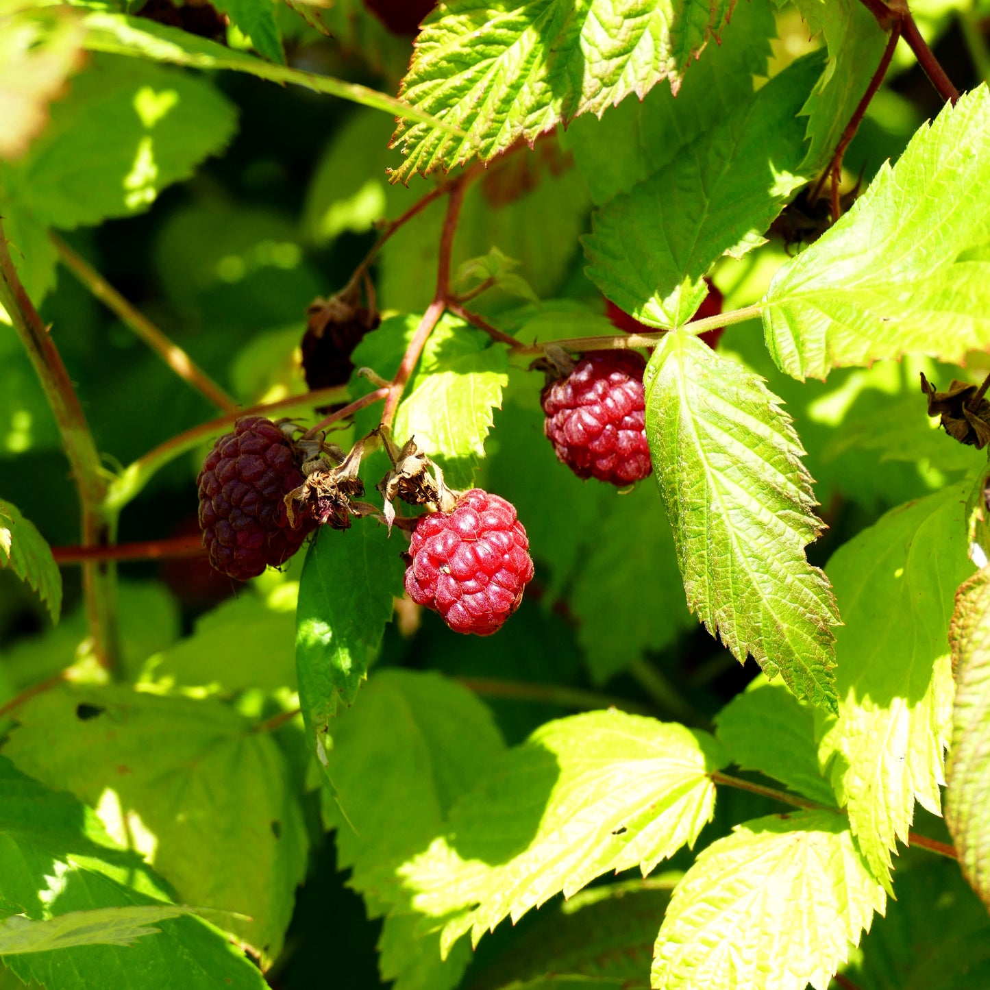 Sommerhimbeere 'Sanibelle Lubera' (Rubus id.)