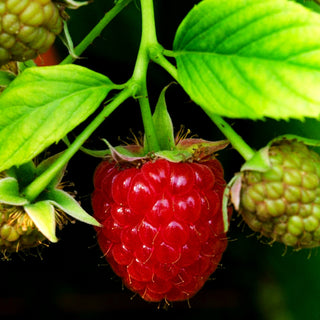 Sommerhimbeere 'Schönemann' (Rubus id. I)