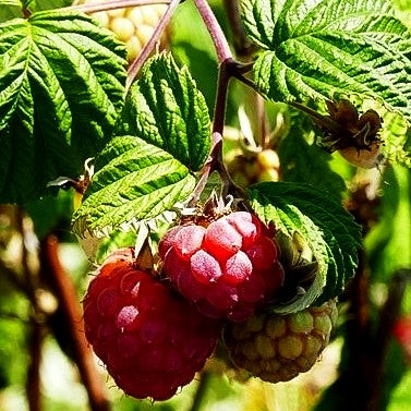 Sommerhimbeere 'Schönemann' (Rubus id. I)