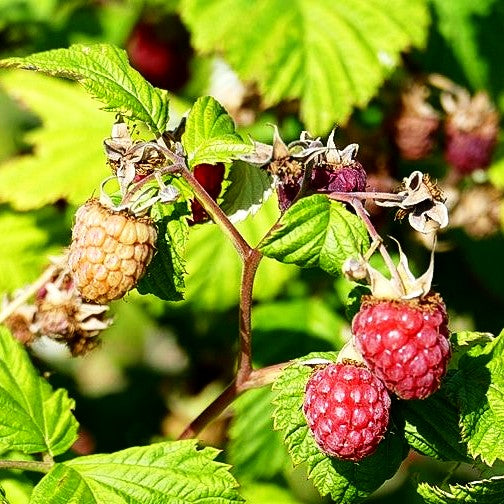 Sommerhimbeere 'Schönemann' (Rubus id. I)