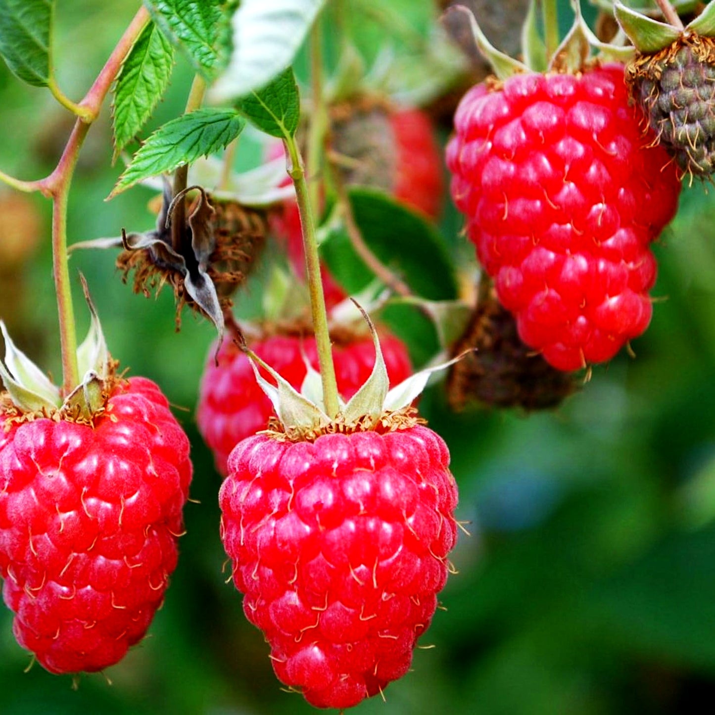 Sommerhimbeere 'Willamette' (Rubus id. I)