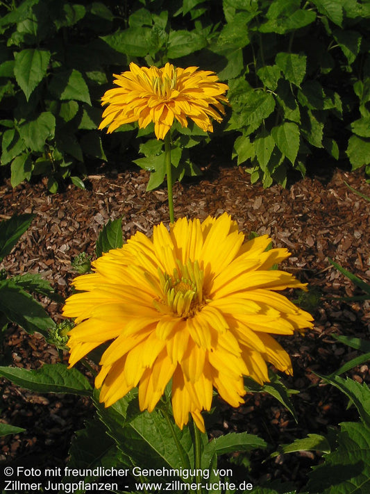 Sonnenauge 'Goldgefieder' (Heliopsis scabra)