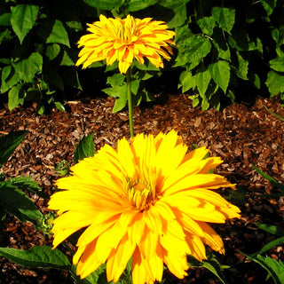 Sonnenauge 'Goldgefieder' (Heliopsis scabra)