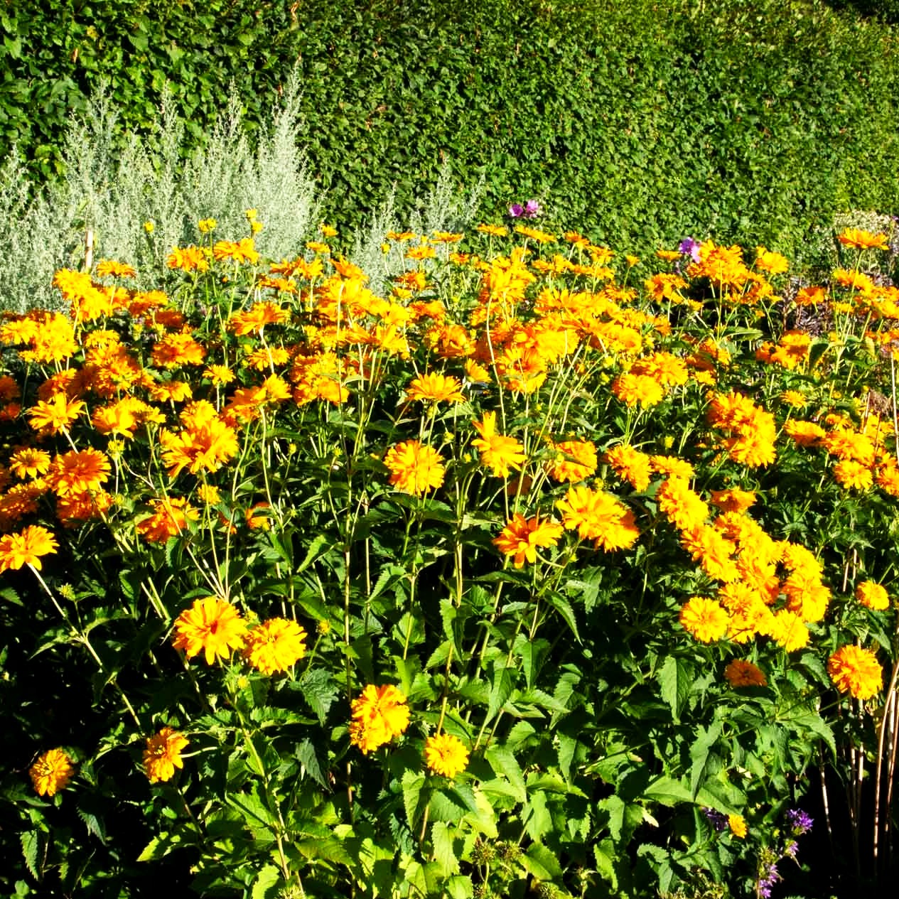 Sonnenauge 'Goldgefieder' (Heliopsis scabra)