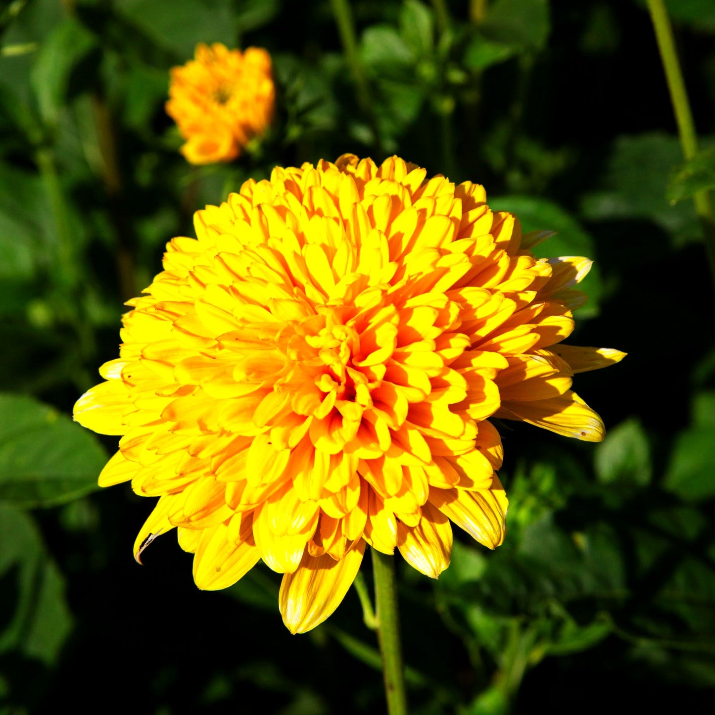 Sonnenauge 'Goldgefieder' (Heliopsis scabra)