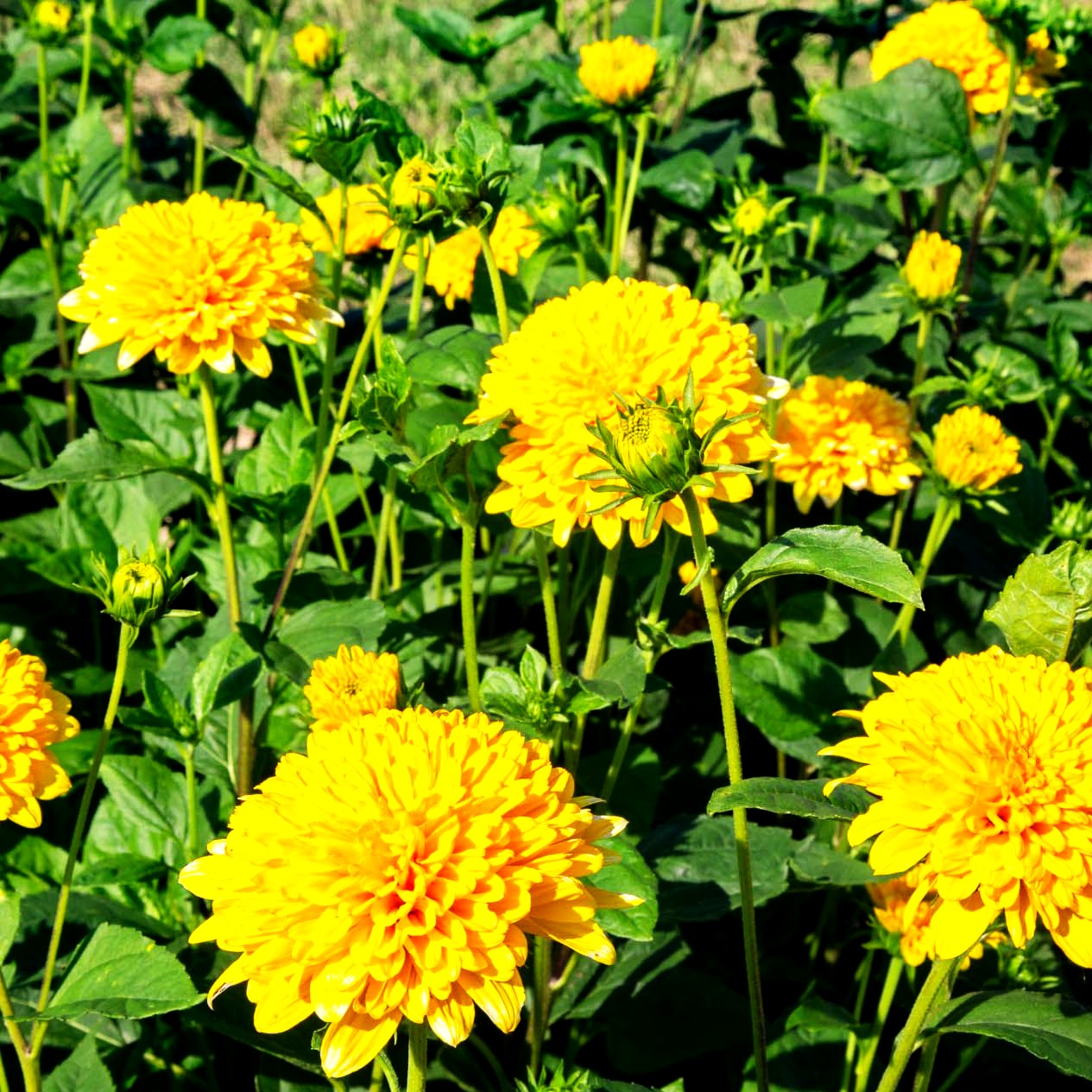 Sonnenauge 'Goldgefieder' (Heliopsis scabra)