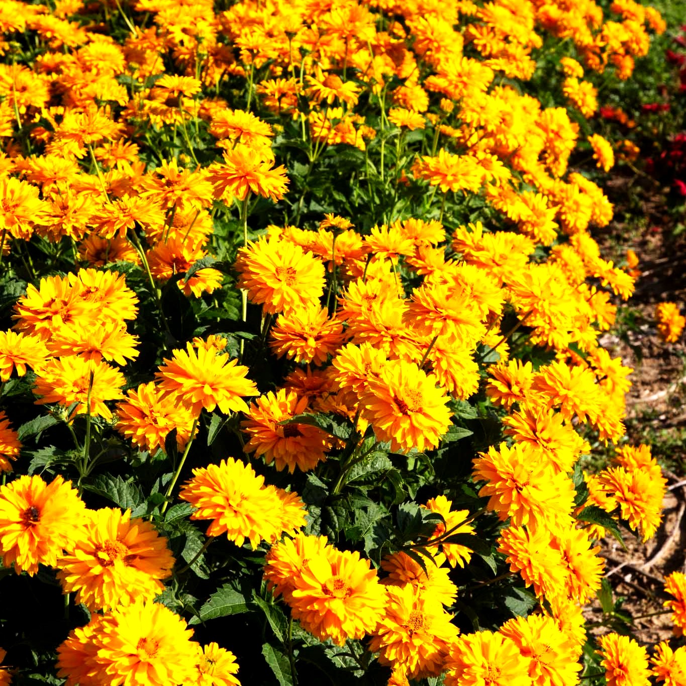 Sonnenauge 'Goldgefieder' (Heliopsis scabra)