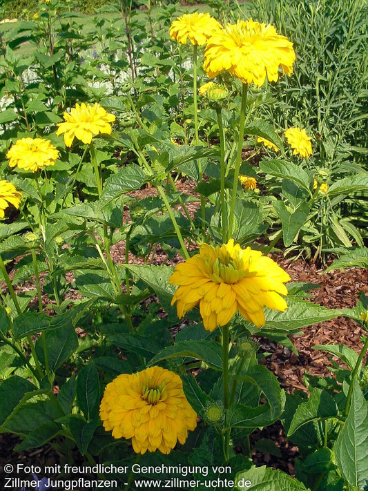 Sonnenauge 'Goldgrünherz' (Heliopsis scabra)