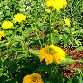Sonnenauge 'Goldgrünherz' (Heliopsis scabra)