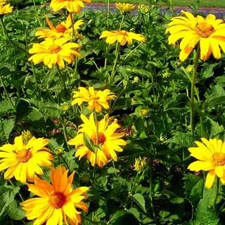 Sonnenauge 'Hohlspiegel' (Heliopsis scabra)