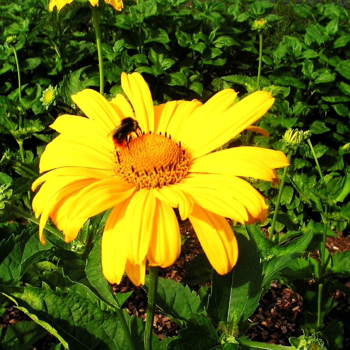 Sonnenauge 'Hohlspiegel' (Heliopsis scabra)