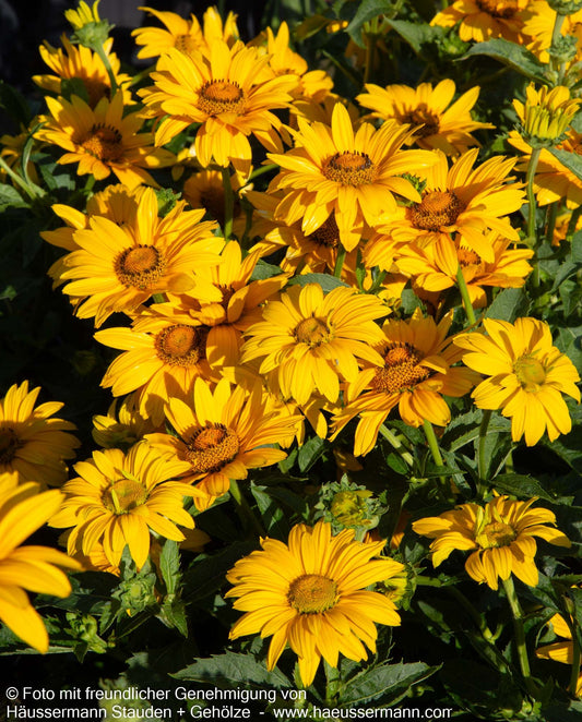 Sonnenauge 'Sole d'Oro' (Heliopsis scabra)