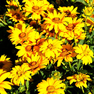 Sonnenauge 'Sole d'Oro' (Heliopsis scabra)