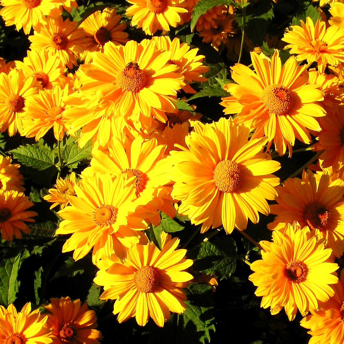 Sonnenauge 'Venus' (Heliopsis scabra)