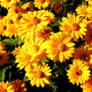 Sonnenauge 'Venus' (Heliopsis scabra)