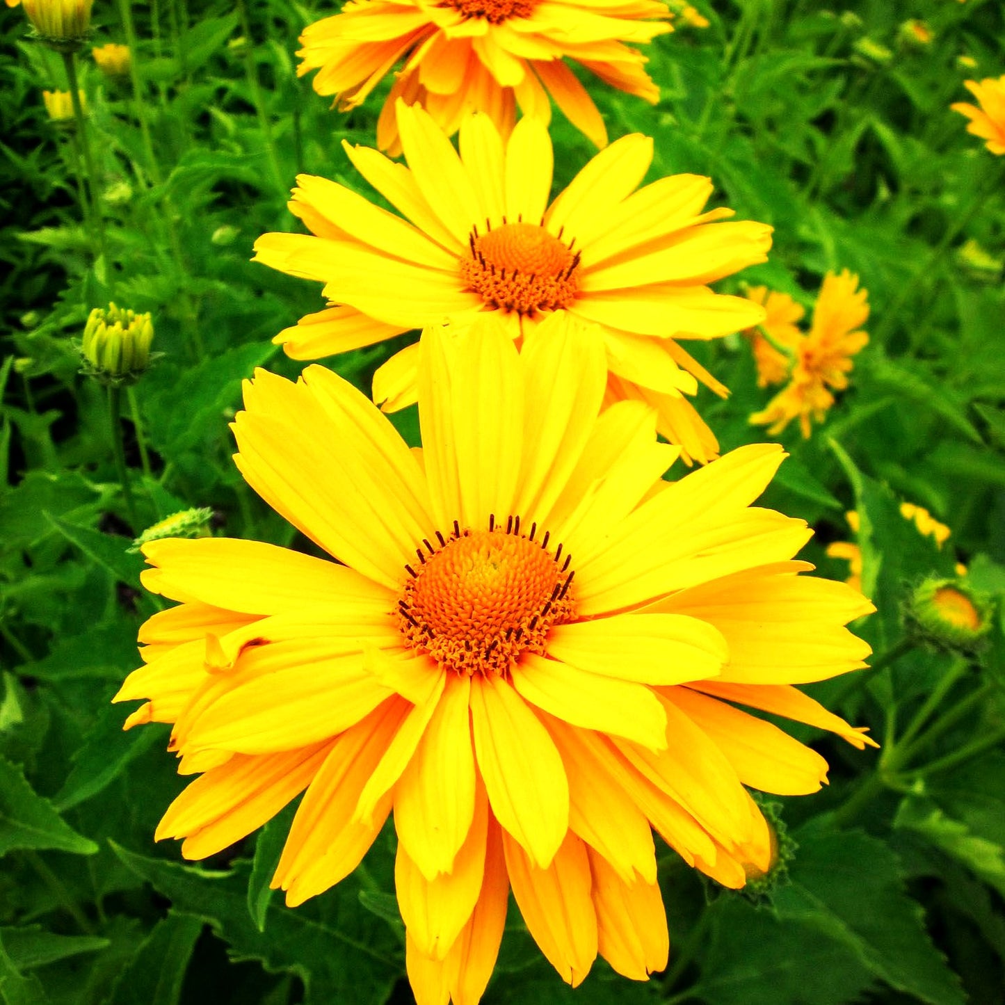 Sonnenauge 'Venus' (Heliopsis scabra)