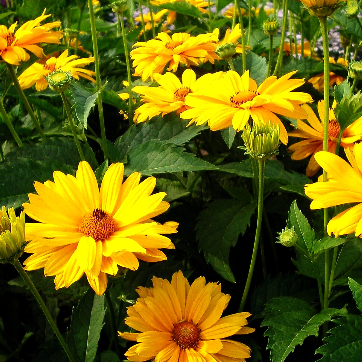 Sonnenauge 'Venus' (Heliopsis scabra)