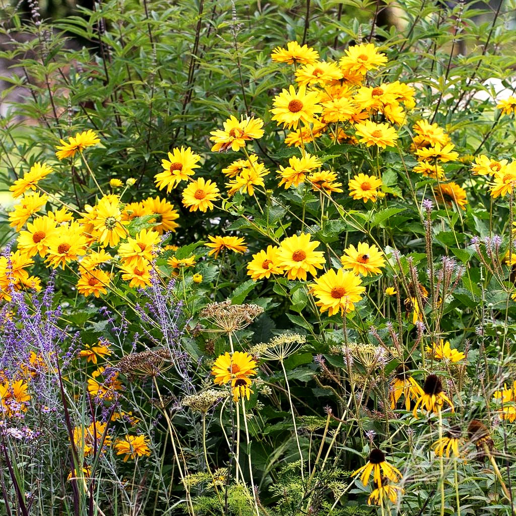Sonnenauge 'Venus' (Heliopsis scabra)