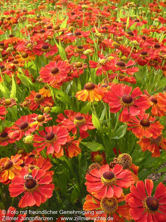 Sonnenbraut 'Baudirektor Linne' (Helenium x cult.)