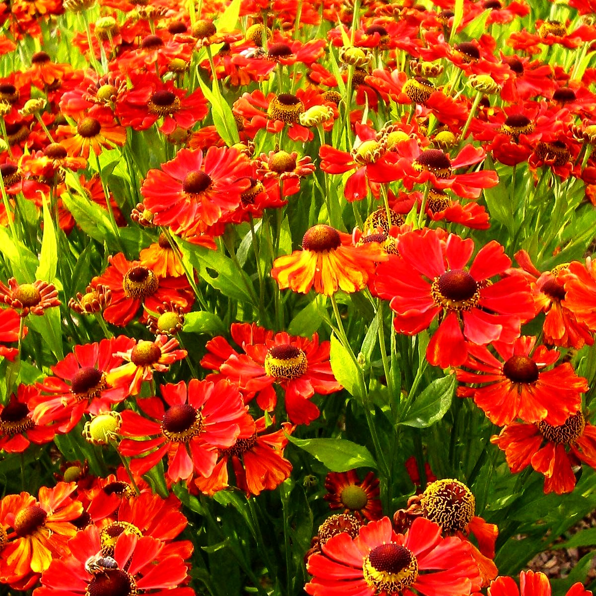 Sonnenbraut 'Baudirektor Linne' (Helenium x cult.)
