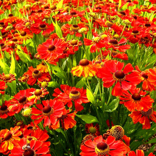 Sonnenbraut 'Baudirektor Linne' (Helenium x cult.)