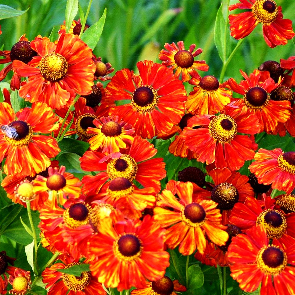 Sonnenbraut 'Baudirektor Linne' (Helenium x cult.)