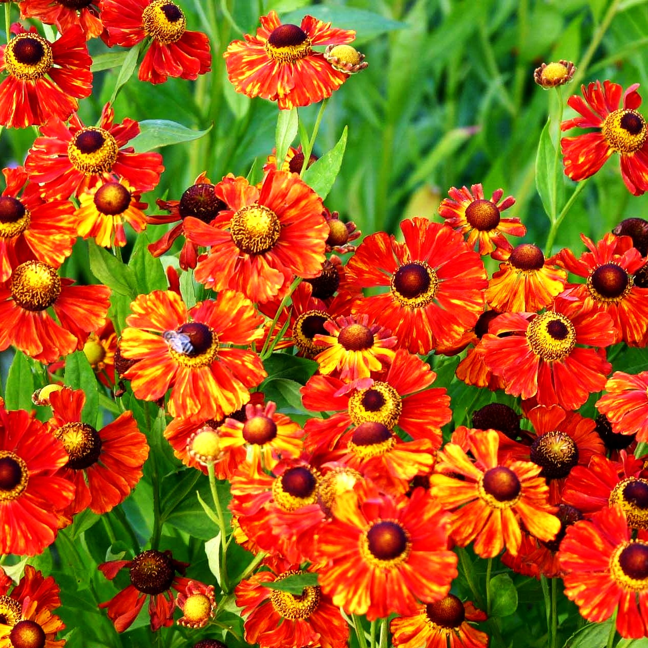 Sonnenbraut 'Baudirektor Linne' (Helenium x cult.)