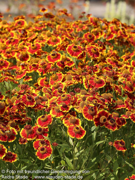Sonnenbraut 'Biedermeier' (Helenium x cult.)
