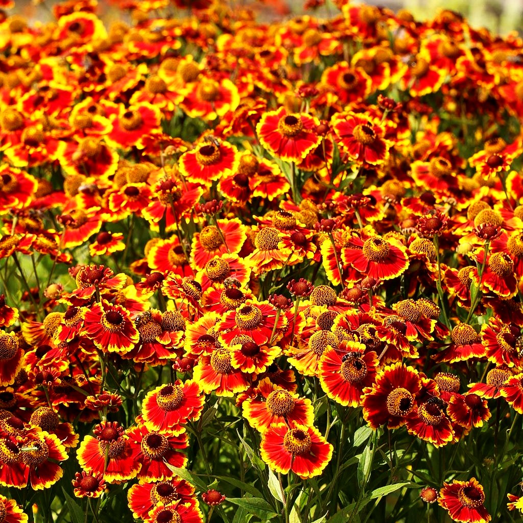 Sonnenbraut 'Biedermeier' (Helenium x cult.)