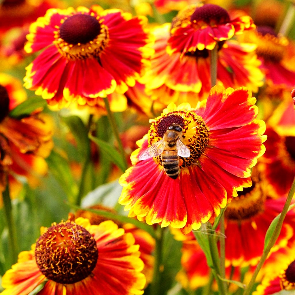 Sonnenbraut 'Biedermeier' (Helenium x cult.)