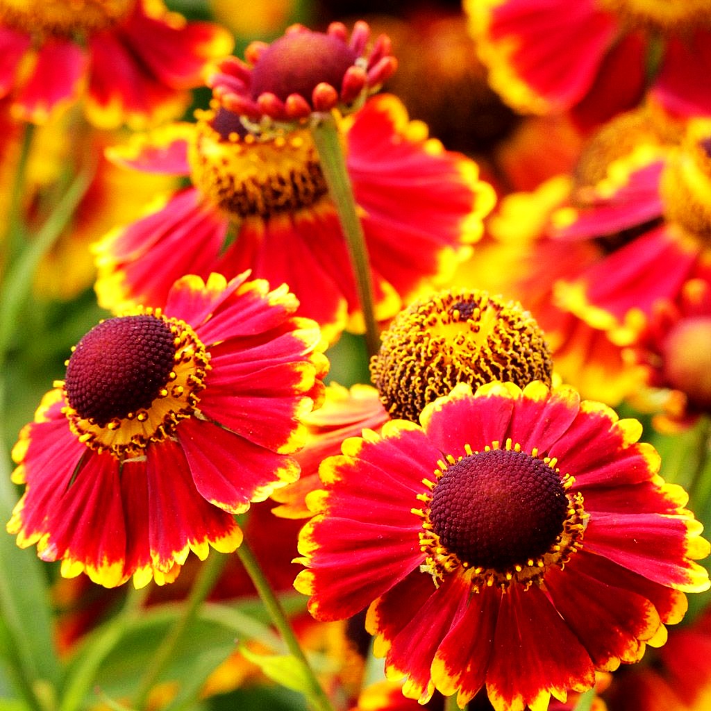 Sonnenbraut 'Biedermeier' (Helenium x cult.)