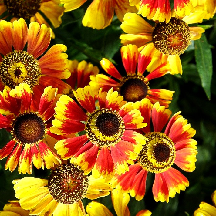Sonnenbraut 'Biedermeier' (Helenium x cult.)