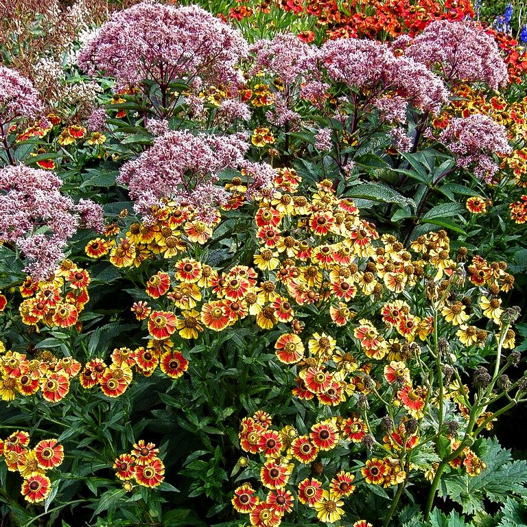 Sonnenbraut 'Biedermeier' (Helenium x cult.)