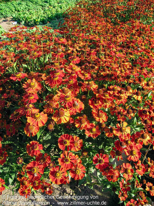 Sonnenbraut 'Dunkle Pracht' (Helenium x cult.)