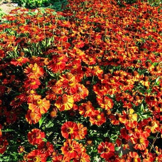 Sonnenbraut 'Dunkle Pracht' (Helenium x cult.)