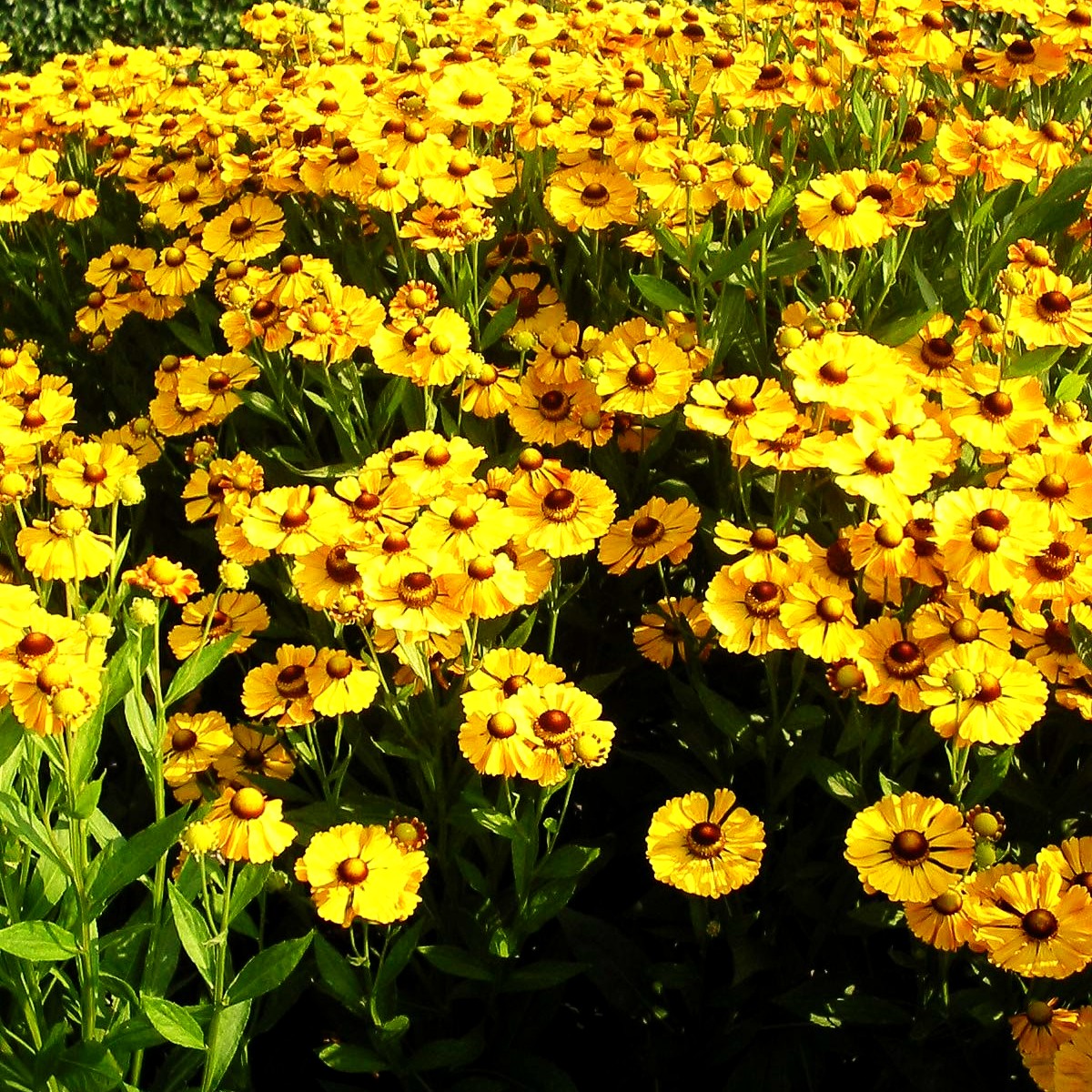 Sonnenbraut 'Goldrausch' (Helenium x cult.)