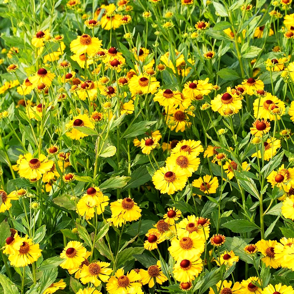 Sonnenbraut 'Goldrausch' (Helenium x cult.)