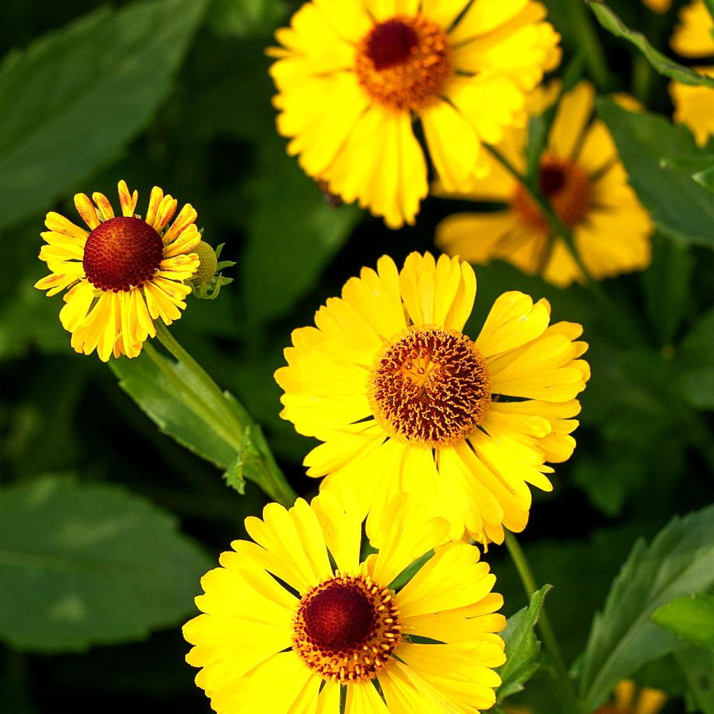 Sonnenbraut 'Goldrausch' (Helenium x cult.)