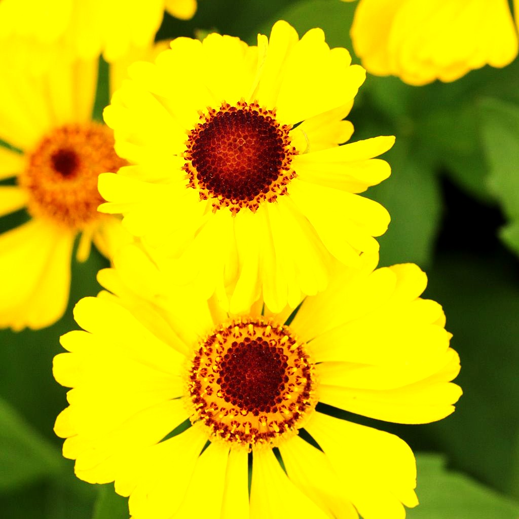 Sonnenbraut 'Goldrausch' (Helenium x cult.)