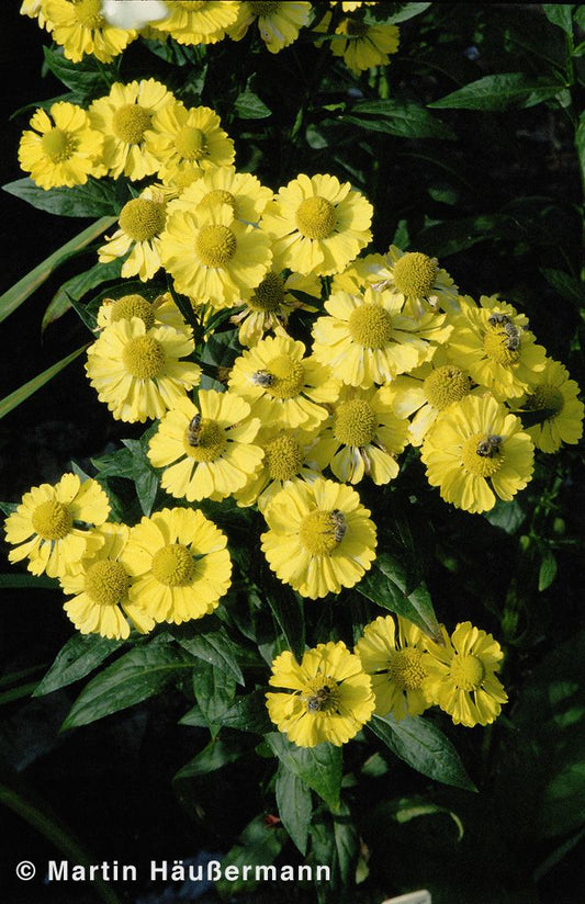 Sonnenbraut 'Kanaria' (Helenium x cult.)