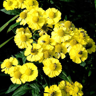 Sonnenbraut 'Kanaria' (Helenium x cult.)