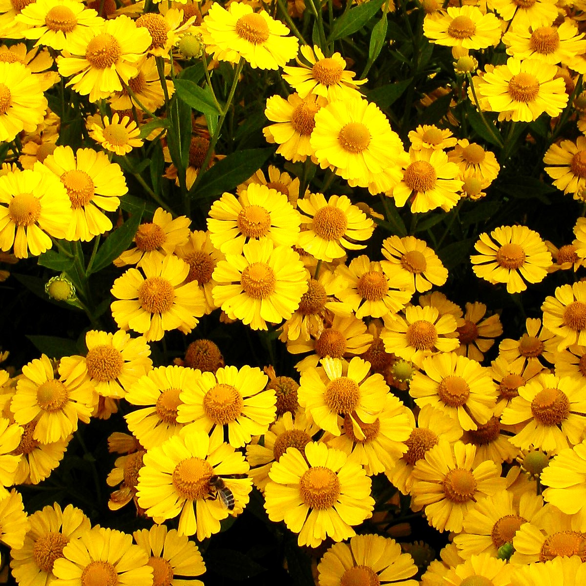 Sonnenbraut 'Kanaria' (Helenium x cult.)