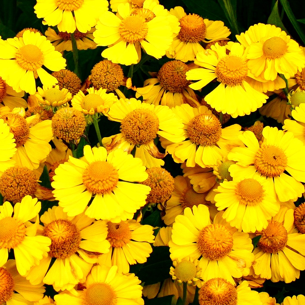 Sonnenbraut 'Kanaria' (Helenium x cult.)