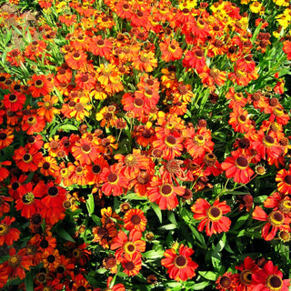Sonnenbraut 'Kupferzwerg' (Helenium x cult.)
