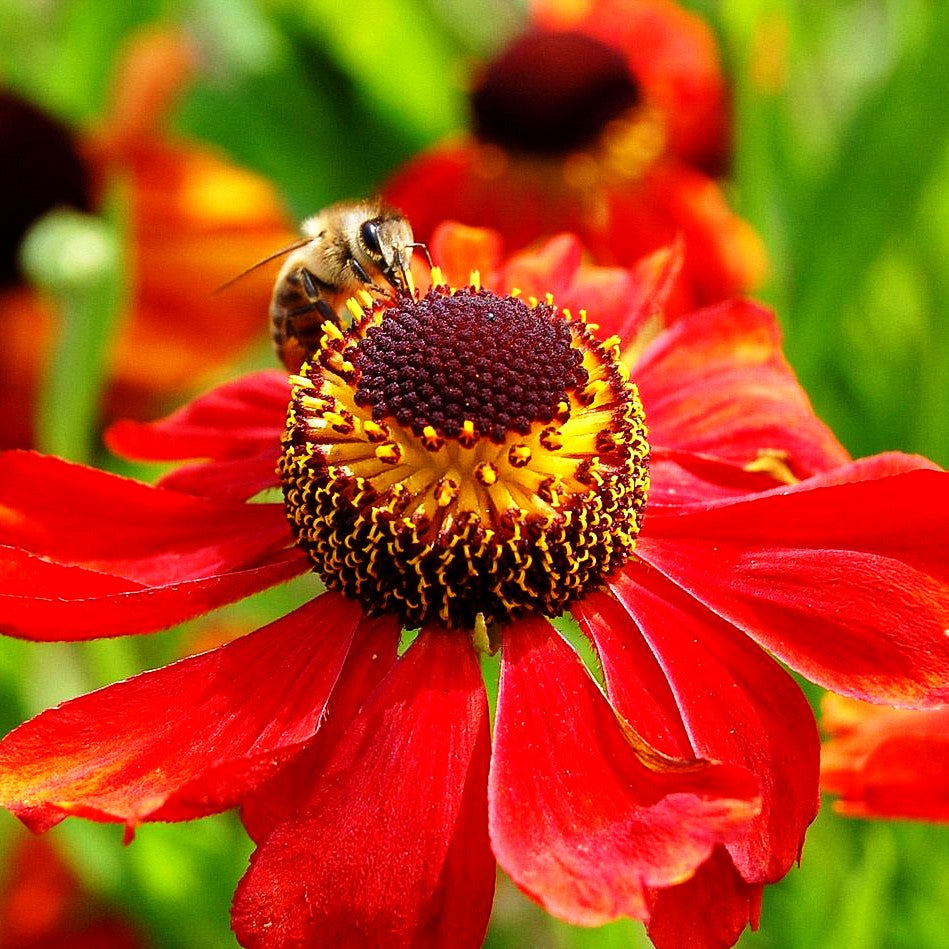 Sonnenbraut 'Kupferzwerg' (Helenium x cult.)