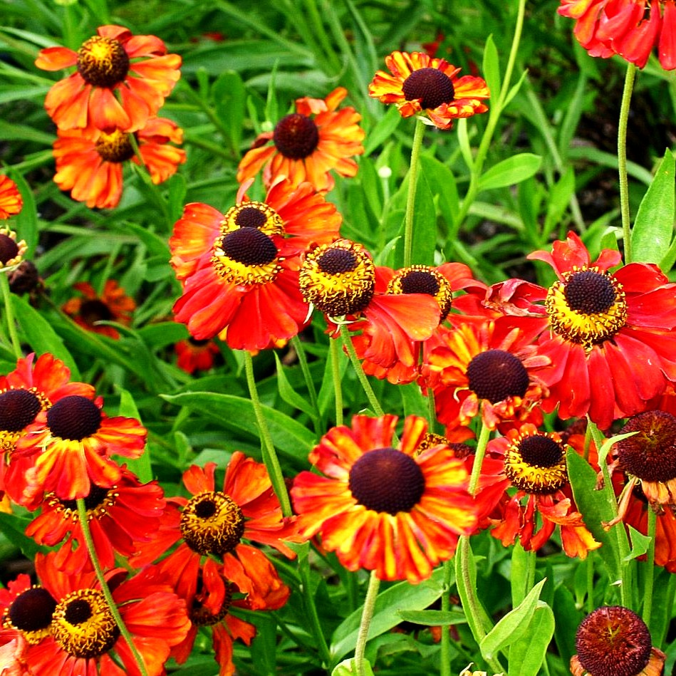 Sonnenbraut 'Kupferzwerg' (Helenium x cult.)