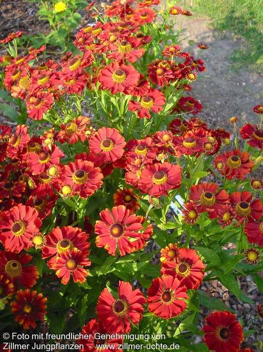 Sonnenbraut 'Mahagoni' (Helenium x cult.)