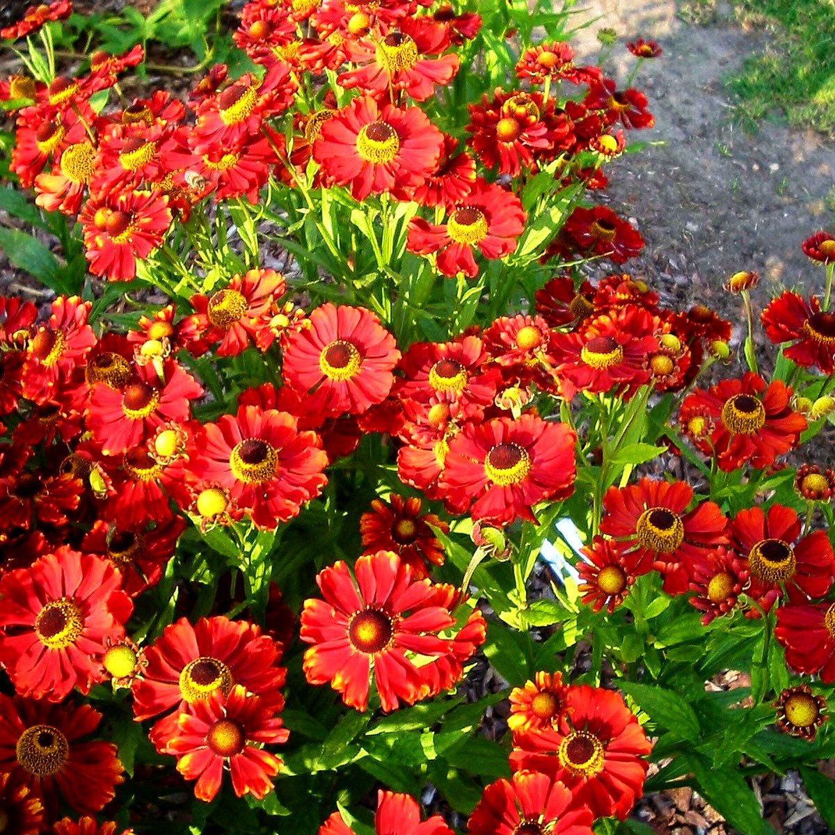Sonnenbraut 'Mahagoni' (Helenium x cult.)